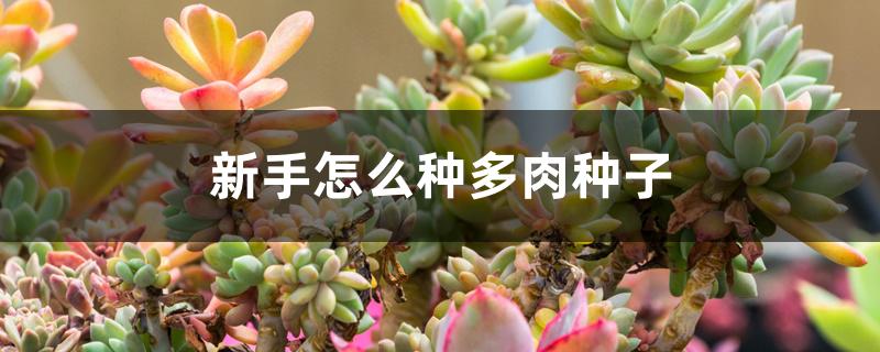 新手怎么种多肉种子