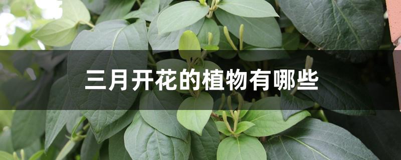 三月开花的植物有哪些 三月开花的植物有哪些