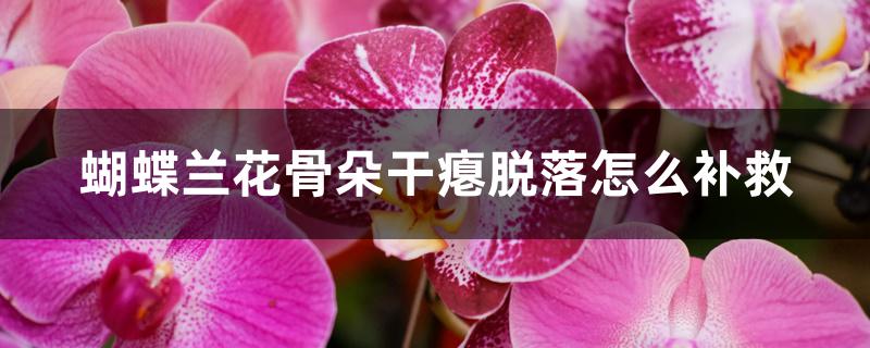 蝴蝶兰花骨朵干瘪脱落怎么补救 蝴蝶兰花骨朵干瘪脱落怎么补救