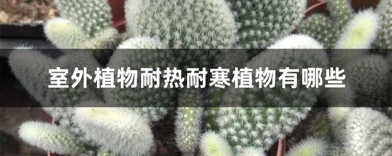 室外植物耐热耐寒植物有哪些 室外植物耐热耐寒植物有哪些