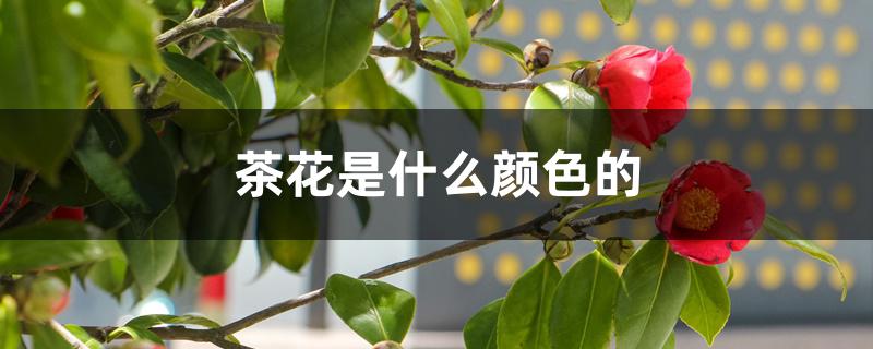 茶花是什么颜色的 茶花是什么颜色的