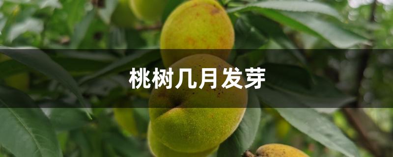 桃树几月发芽 桃树几月发芽