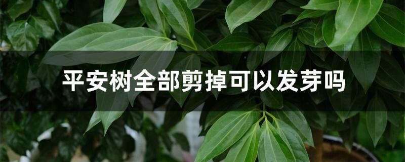 平安树全部剪掉可以发芽吗 平安树全部剪掉可以发芽吗