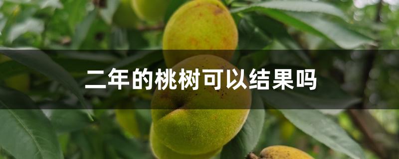 二年的桃树可以结果吗 二年的桃树可以结果吗