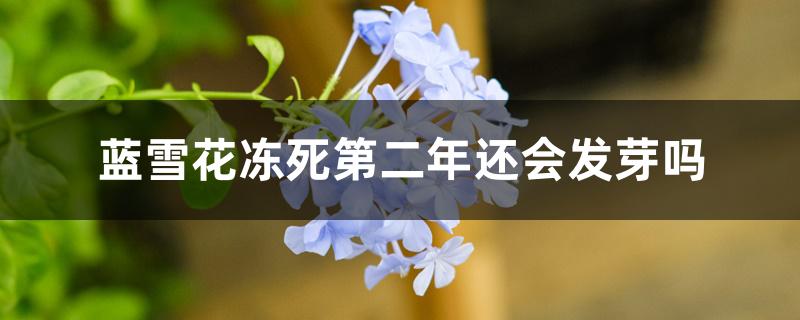 蓝雪花冻死第二年还会发芽吗 蓝雪花冻死第二年还会发芽吗