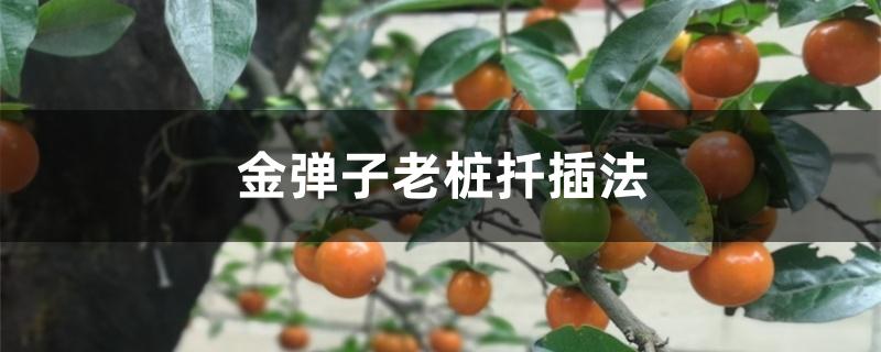 金弹子老桩扦插法 金弹子老桩扦插法