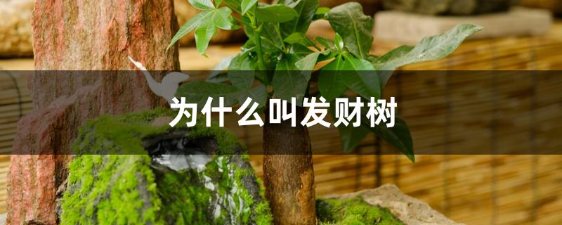 为什么叫发财树 为什么叫发财树