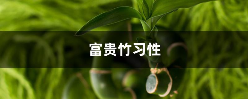 富贵竹习性 富贵竹习性