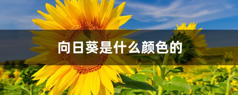 向日葵是什么颜色的 向日葵是什么颜色的