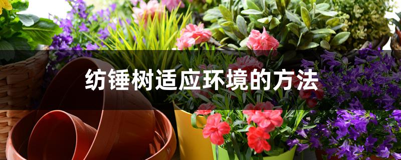 纺锤树适应环境的方法