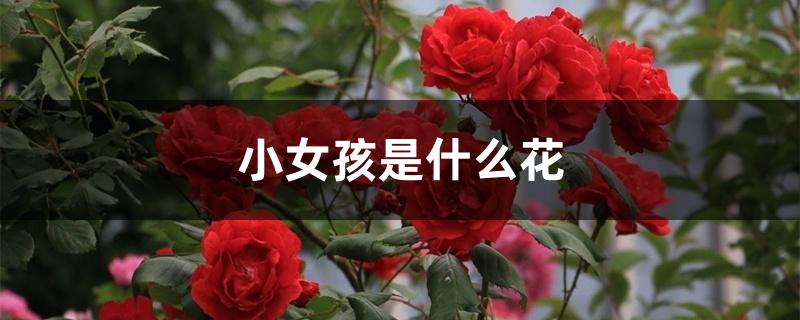 小女孩是什么花 小女孩是什么花