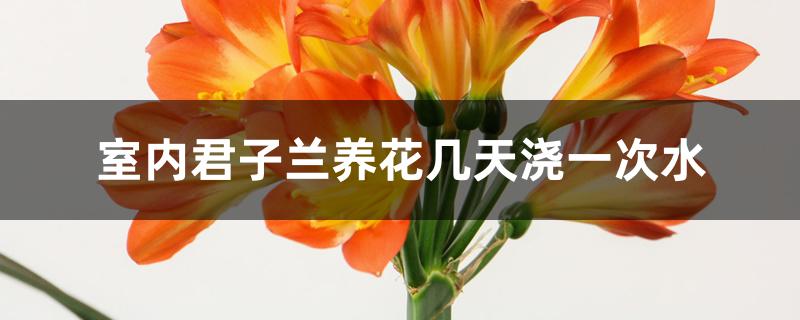 室内君子兰养花几天浇一次水 室内君子兰养花几天浇一次水