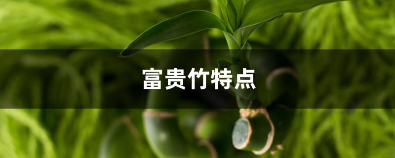 富贵竹特点 富贵竹特点