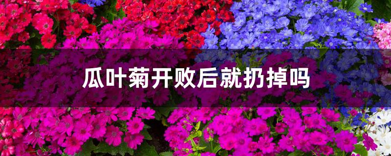 瓜叶菊开败后就扔掉吗 瓜叶菊开败后就扔掉吗