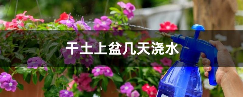 干土上盆几天浇水 干土上盆几天浇水