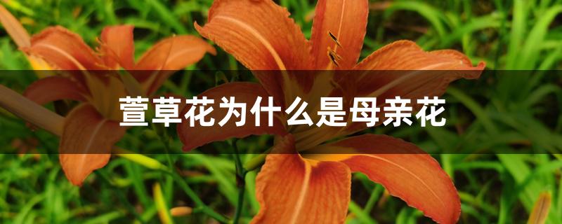 萱草花为什么是母亲花 萱草花为什么是母亲花