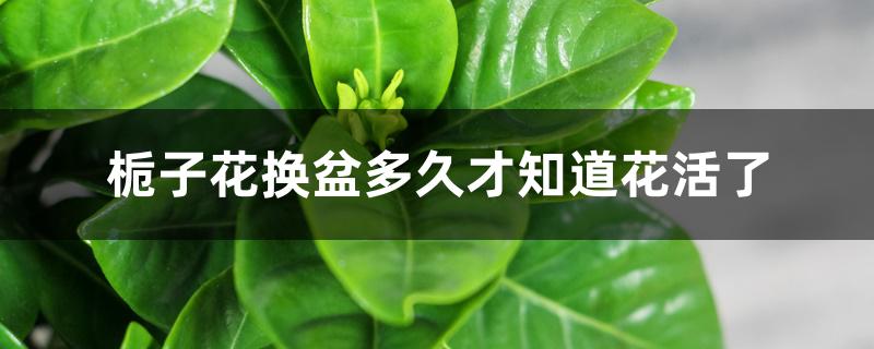 栀子花换盆多久才知道花活了 栀子花换盆多久才知道花活了