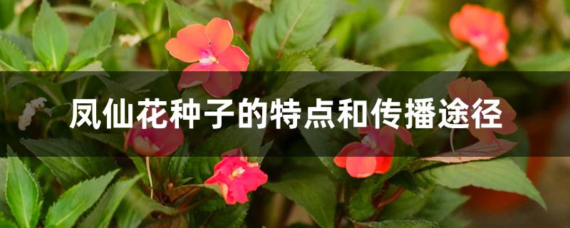 凤仙花种子的特点和传播途径 凤仙花种子的特点和传播途径