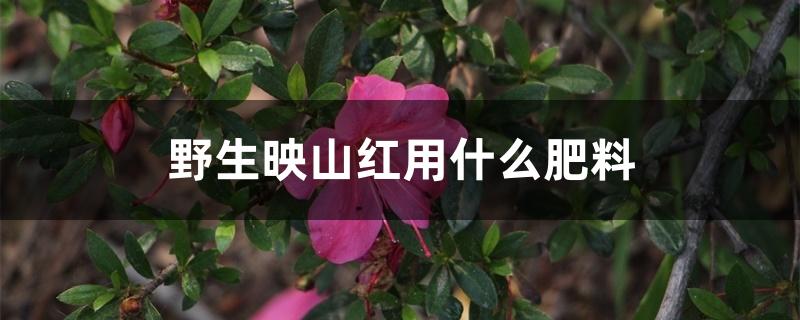 野生映山红用什么肥料 野生映山红用什么肥料