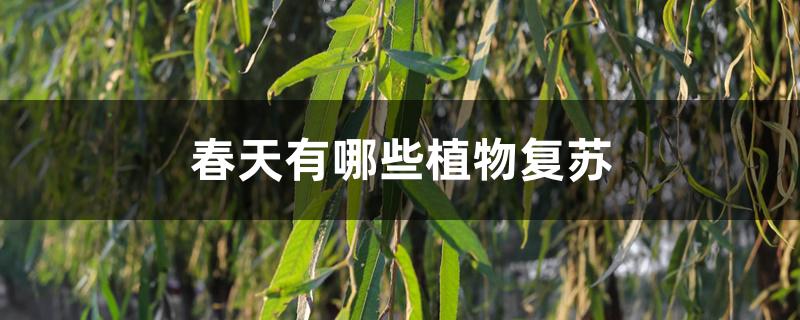 春天有哪些植物复苏 春天有哪些植物复苏