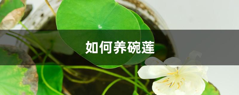 如何养碗莲 如何养碗莲