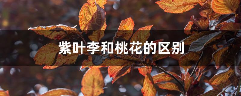 紫叶李和桃花的区别 紫叶李和桃花的区别