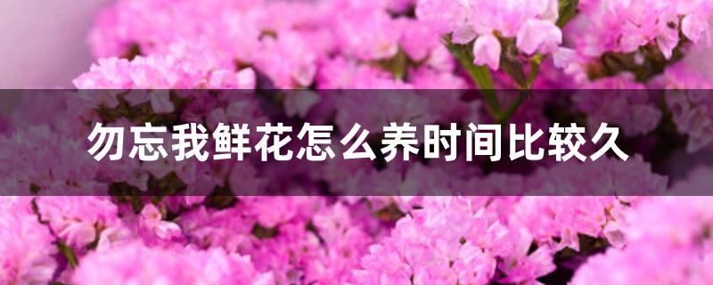勿忘我鲜花怎么养时间比较久 勿忘我鲜花怎么养时间比较久