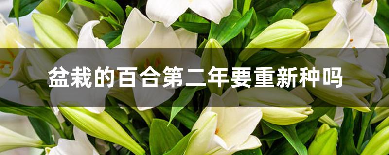 盆栽的百合第二年要重新种吗 盆栽的百合第二年要重新种吗