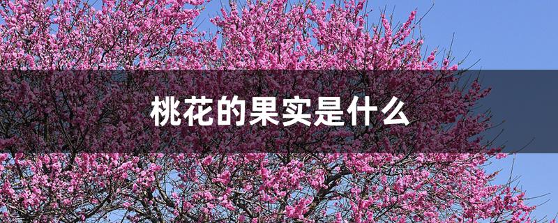 桃花的果实是什么 桃花的果实是什么