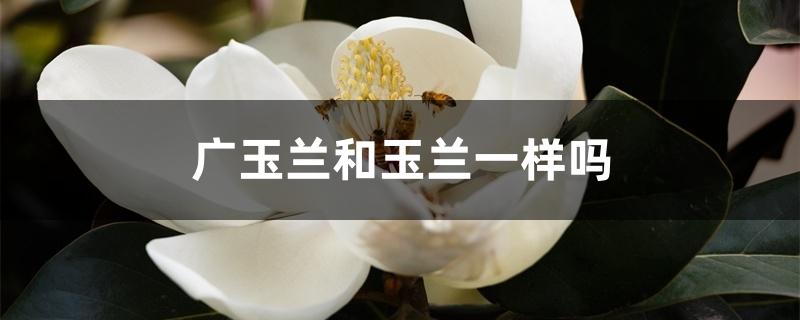 广玉兰和玉兰一样吗 广玉兰和玉兰一样吗