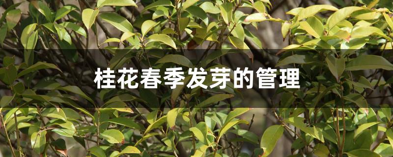 桂花春季发芽的管理 桂花春季发芽的管理