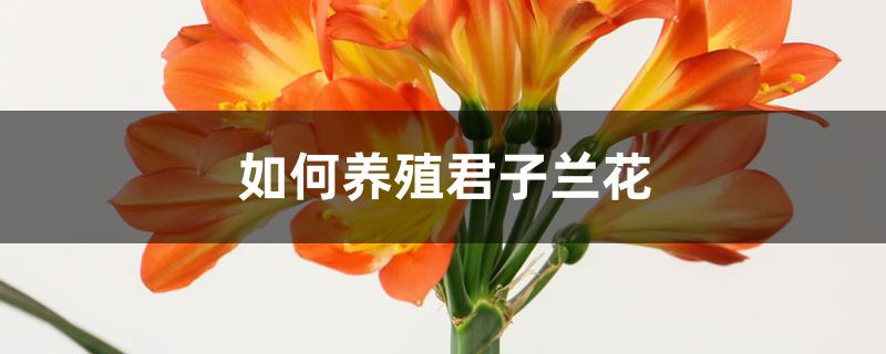 如何养殖君子兰花 如何养殖君子兰花