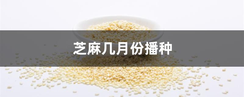 芝麻几月份播种 芝麻几月份播种