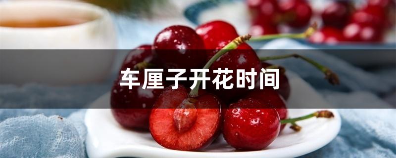 车厘子开花时间 车厘子开花时间