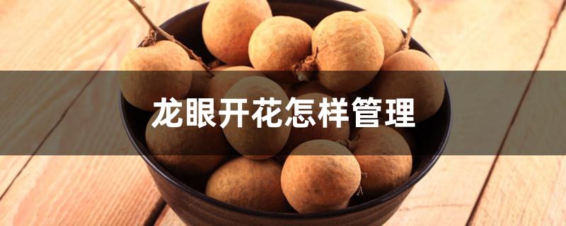 龙眼开花怎样管理 龙眼开花怎样管理