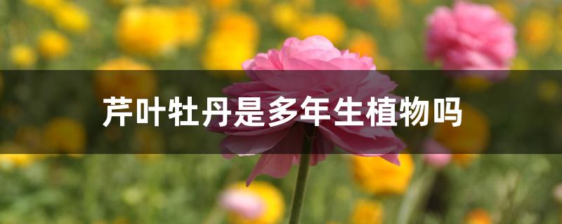 芹叶牡丹是多年生植物吗 芹叶牡丹是多年生植物吗