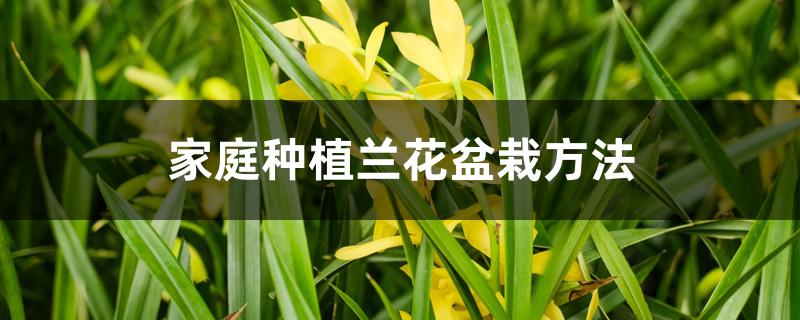 家庭种植兰花盆栽方法 家庭种植兰花盆栽方法