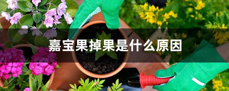 嘉宝果掉果是什么原因 嘉宝果掉果是什么原因