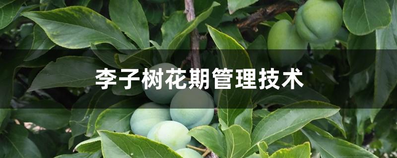 李子树花期管理技术 李子树花期管理技术