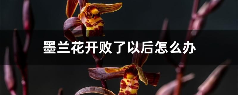 墨兰花开败了以后怎么办 墨兰花开败了以后怎么办