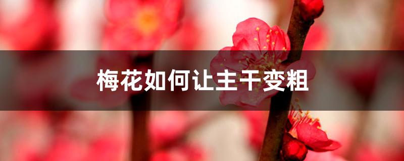 梅花如何让主干变粗 梅花如何让主干变粗