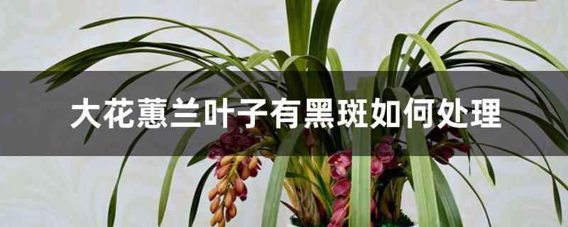 大花蕙兰叶子有黑斑如何处理 大花蕙兰叶子有黑斑如何处理