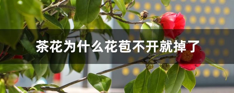 茶花为什么花苞不开就掉了 茶花为什么花苞不开就掉了