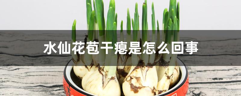 水仙花苞干瘪是怎么回事 水仙花苞干瘪是怎么回事