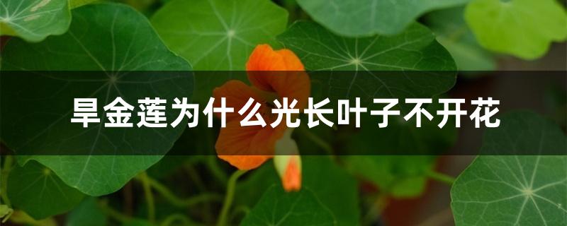 旱金莲为什么光长叶子不开花 旱金莲为什么光长叶子不开花