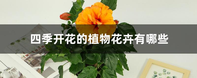 四季开花的植物花卉有哪些
