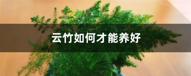 云竹如何才能养好 云竹如何才能养好