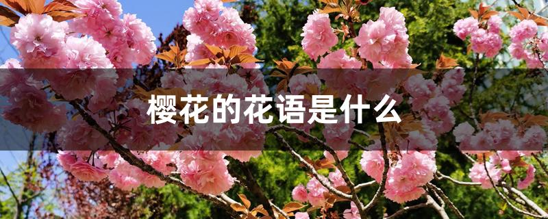 樱花的花语是什么 樱花的花语是什么
