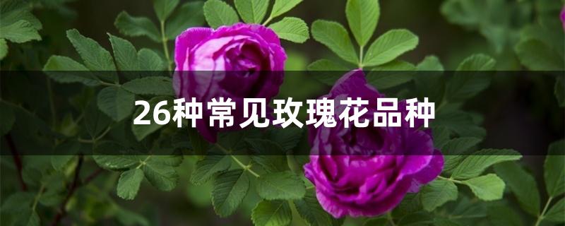 26种常见玫瑰花品种 26种常见玫瑰花品种