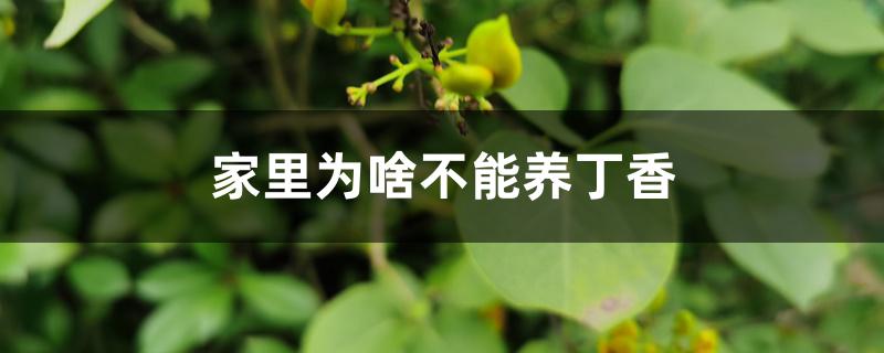 家里为啥不能养丁香 家里为啥不能养丁香